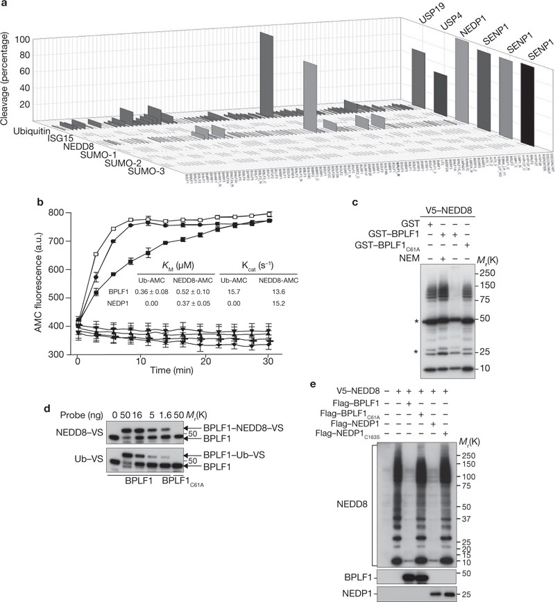 A Deneddylase Encoded By Epstein Barr Virus Promotes Viral Dna Replication By Regulating The Activity Of Cullin Ring Ligases Nature Cell Biology A Deneddylase Encoded By Epstein Barr Virus Promotes Viral Dna Replication By Regulating The Activity Of Cullin Ring Ligases Nature Cell Biology