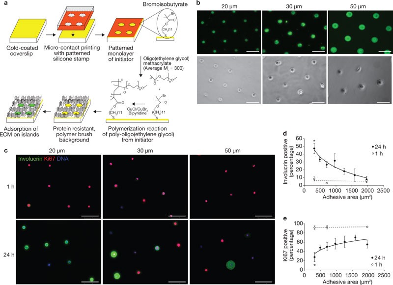 Actin And Serum Response Factor Transduce Physical Cues From The Microenvironment To Regulate Epidermal Stem Cell Fate Decisions Nature Cell Biology