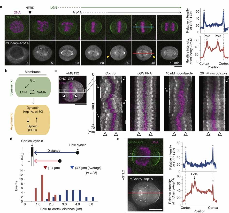 Chromosome And Spindle Pole Derived Signals Generate An Intrinsic Code For Spindle Position And Orientation Nature Cell Biology<script async src=