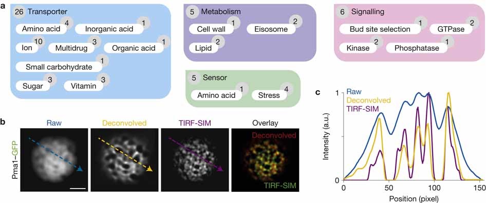Patchwork organization of the yeast plasma membrane into numerous  coexisting domains | Nature Cell Biology