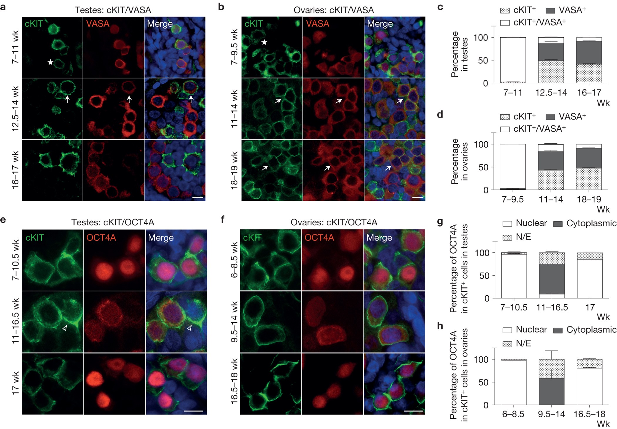 The Ontogeny Of Ckit Human Primordial Germ Cells Proves To Be A Resource For Human Germ Line Reprogramming Imprint Erasure And In Vitro Differentiation Nature Cell Biology