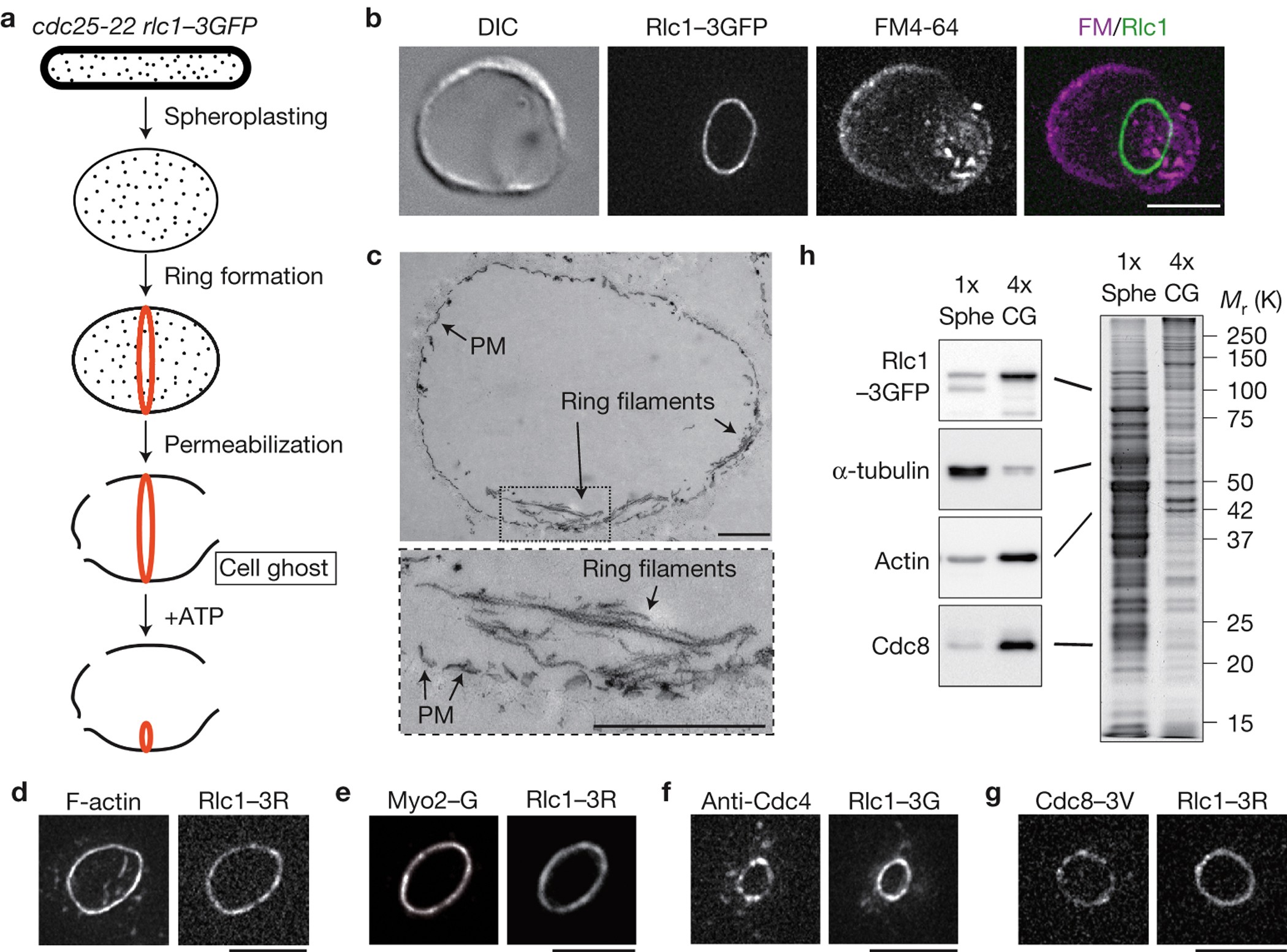 In vitro contraction of cytokinetic ring depends on myosin II but not on  actin dynamics | Nature Cell Biology