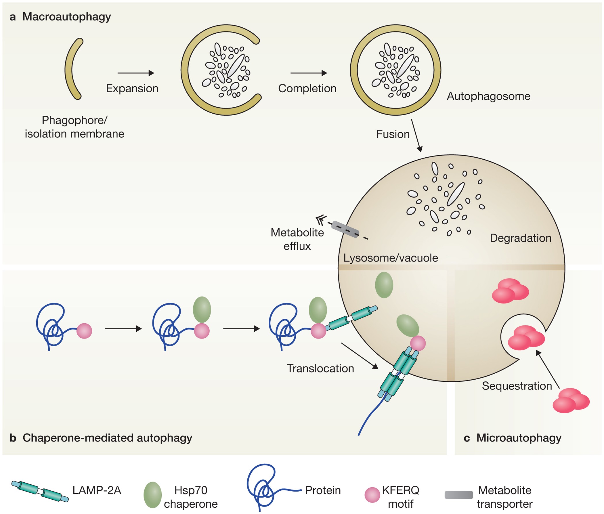 Emerging regulation and functions of autophagy | Nature Cell Biology