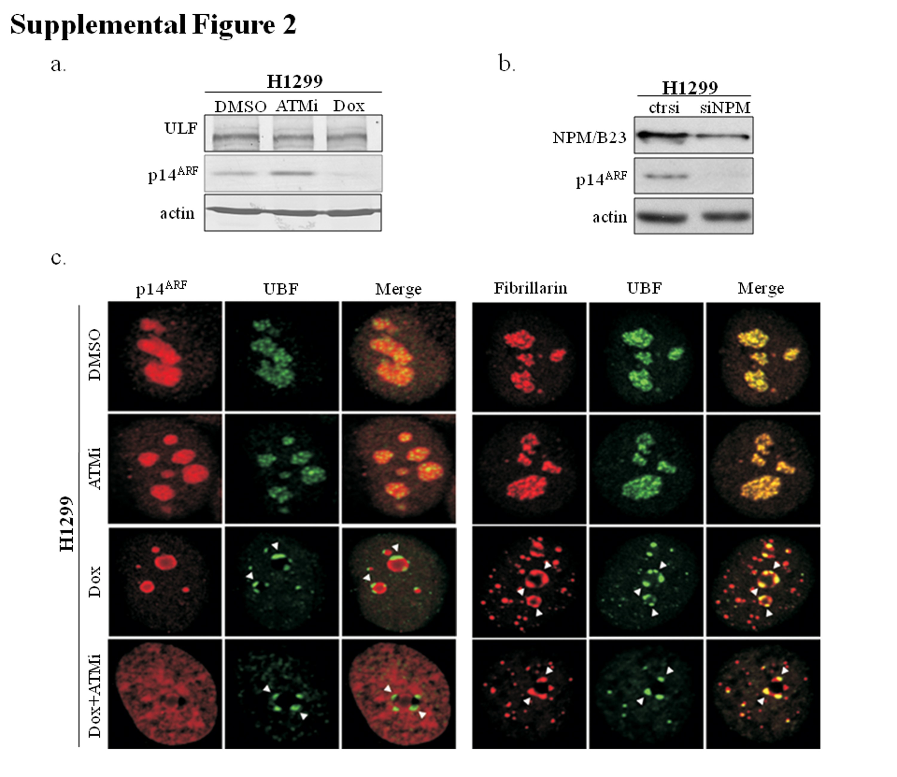 Supplementary Figure 2