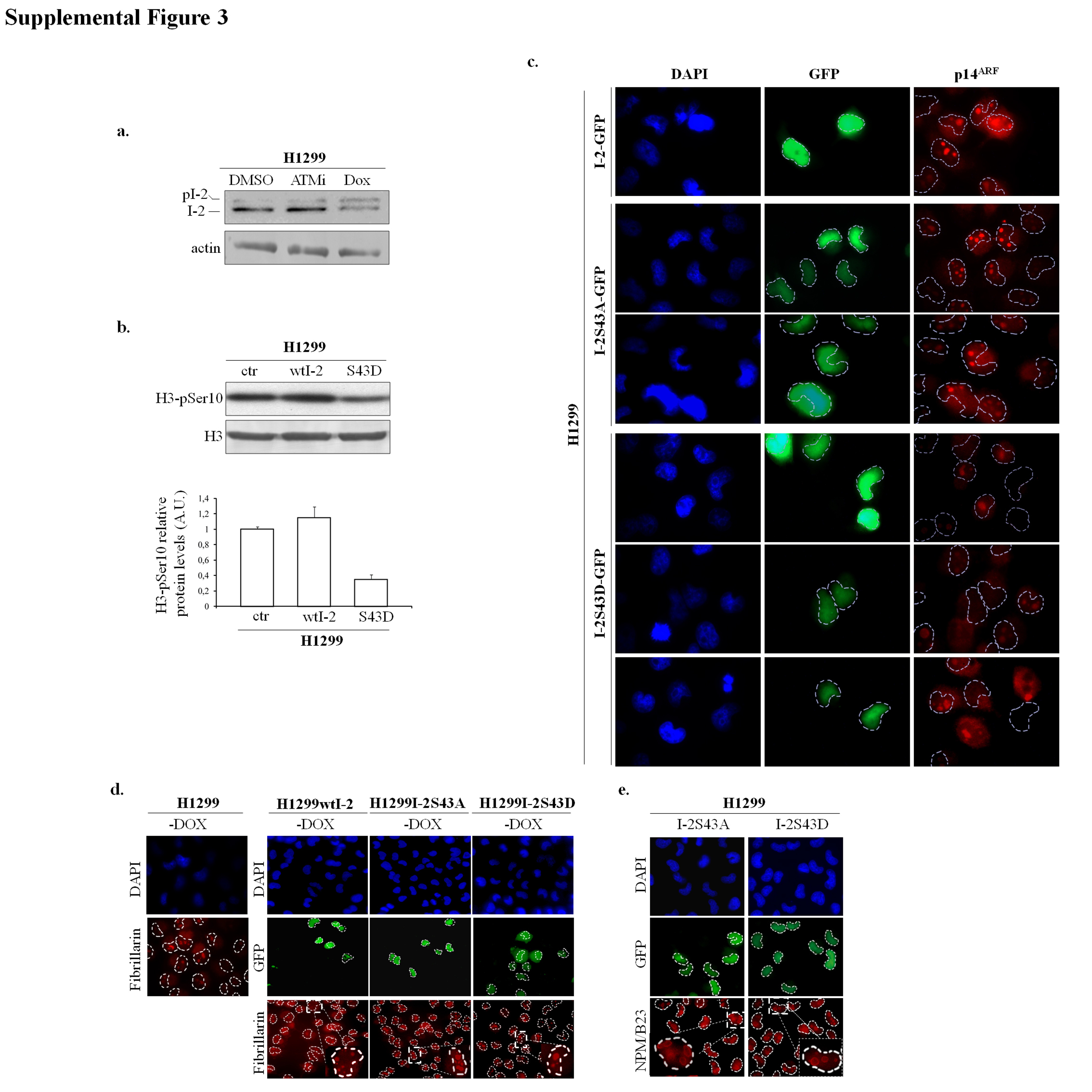 Supplementary Figure 3