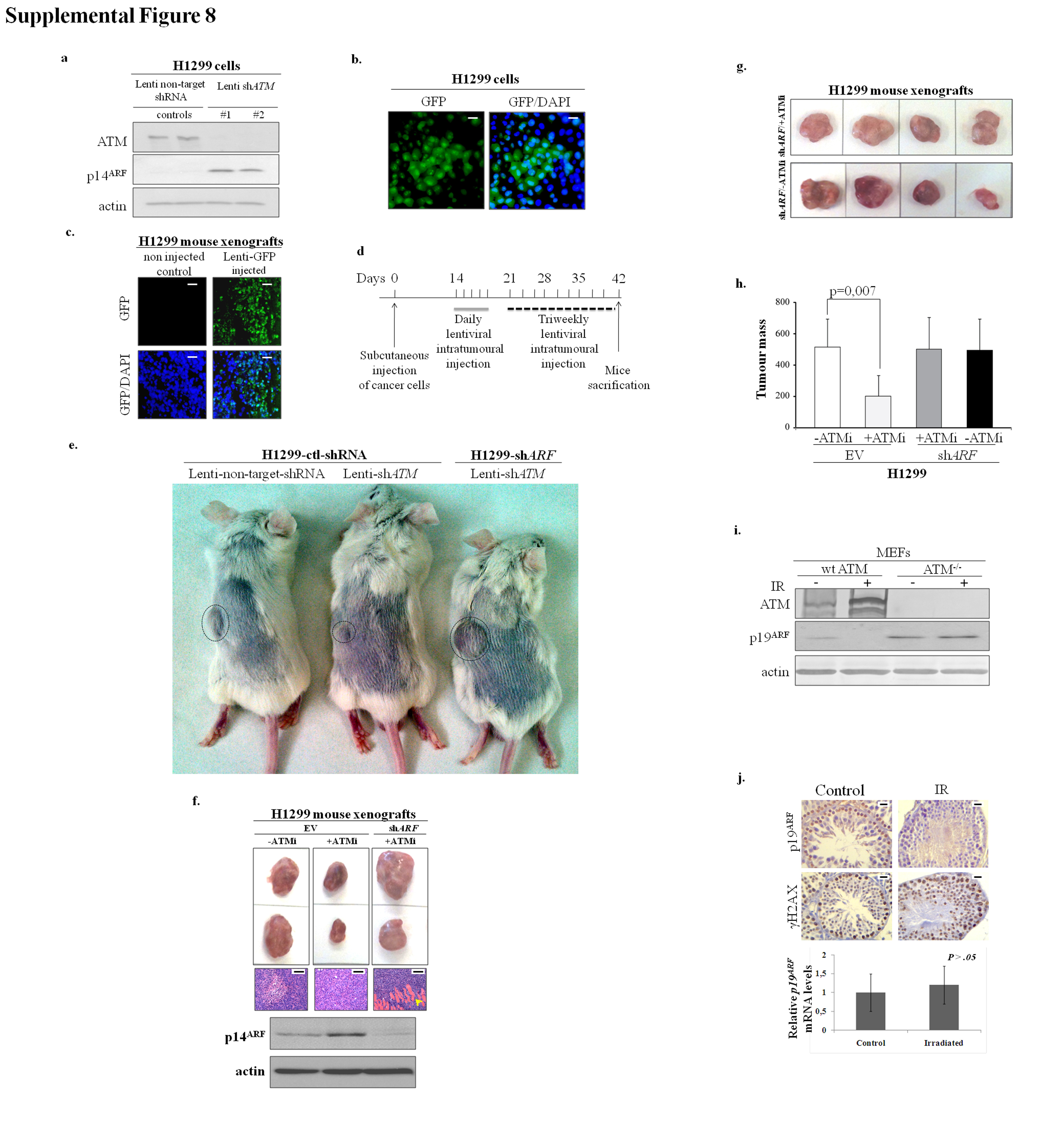 Supplementary Figure 8
