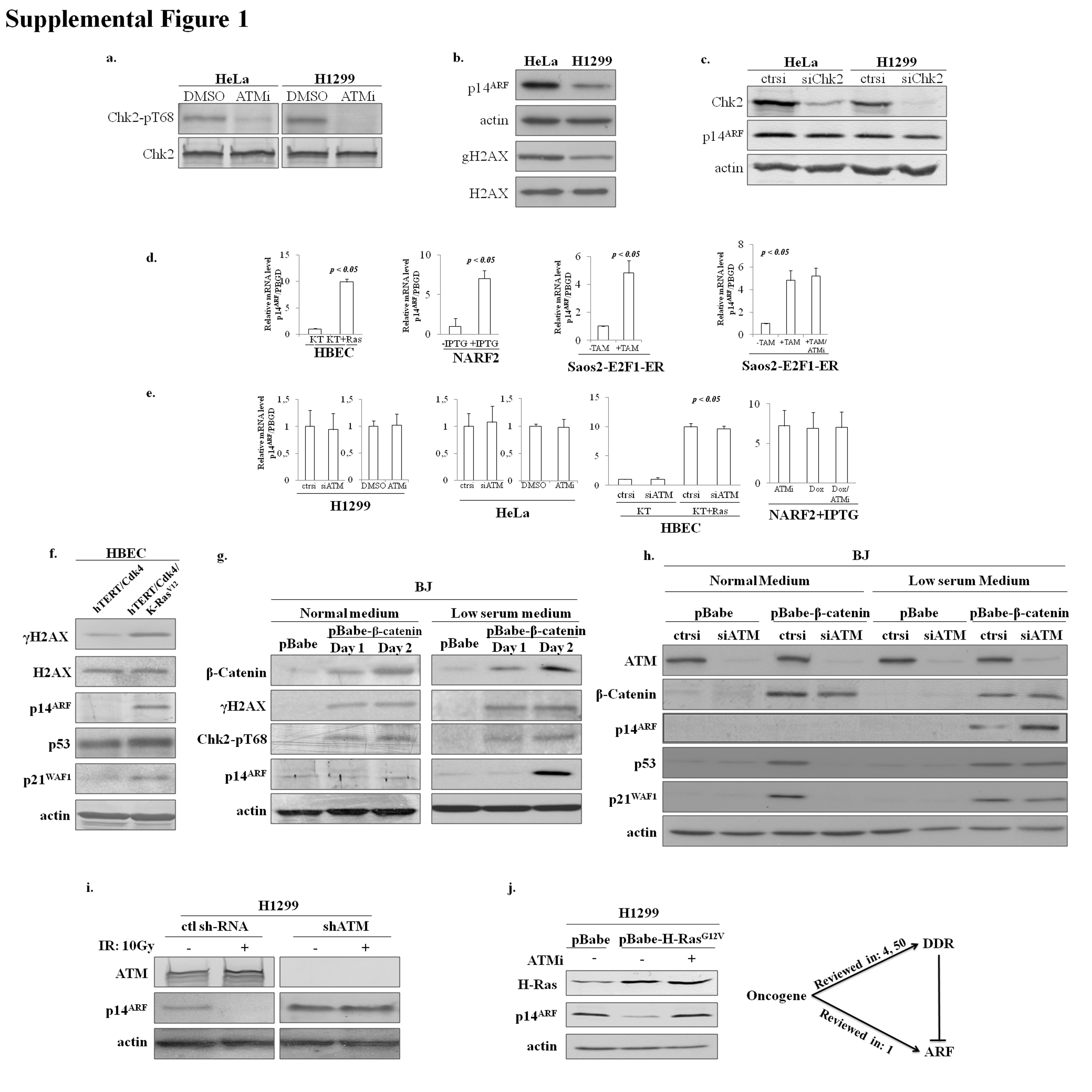 Supplementary Figure 1
