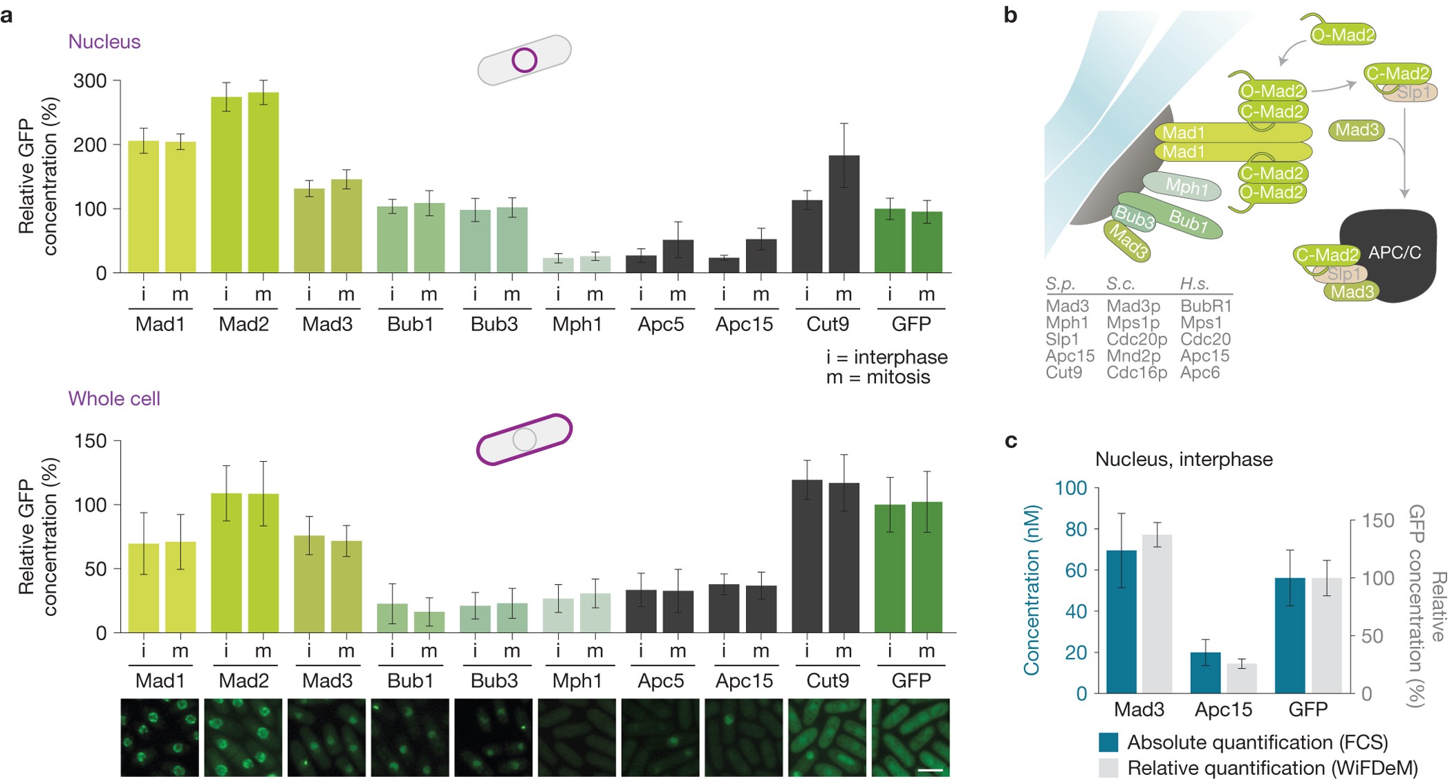Determinants of robustness in spindle assembly checkpoint signalling |  Nature Cell Biology