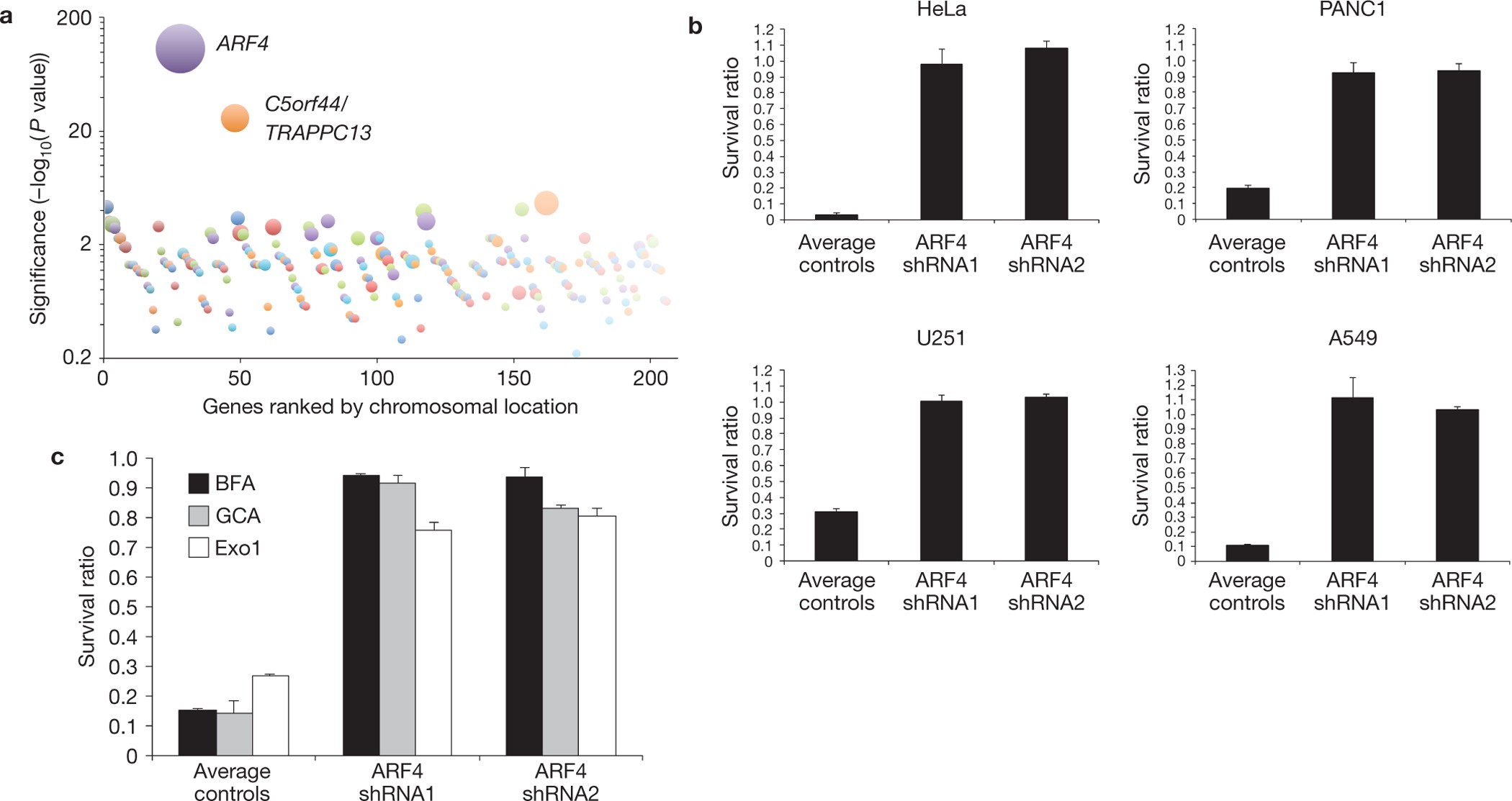 Site-specific phosphorylations of the Arf activator GBF1 differentially  regulate GBF1 function in Golgi homeostasis and secretion versus  cytokinesis