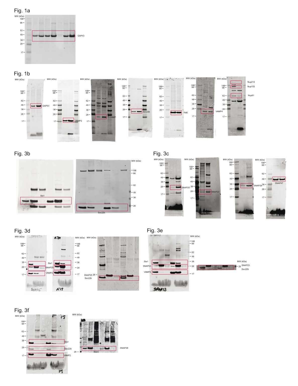 Supplementary Figure 4
