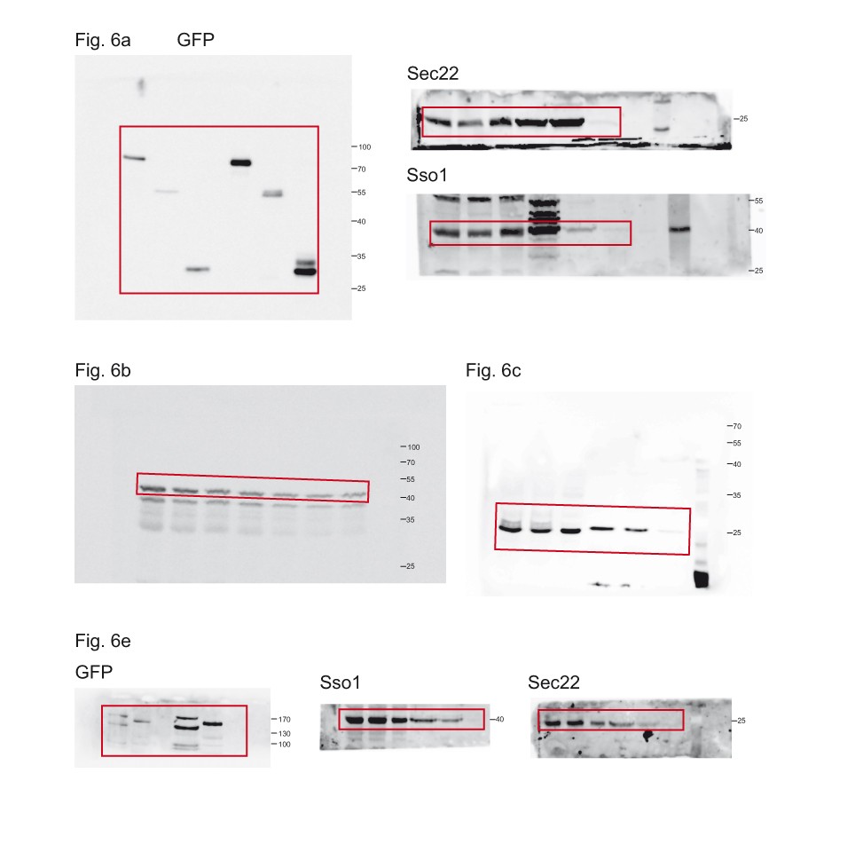 Supplementary Figure 5