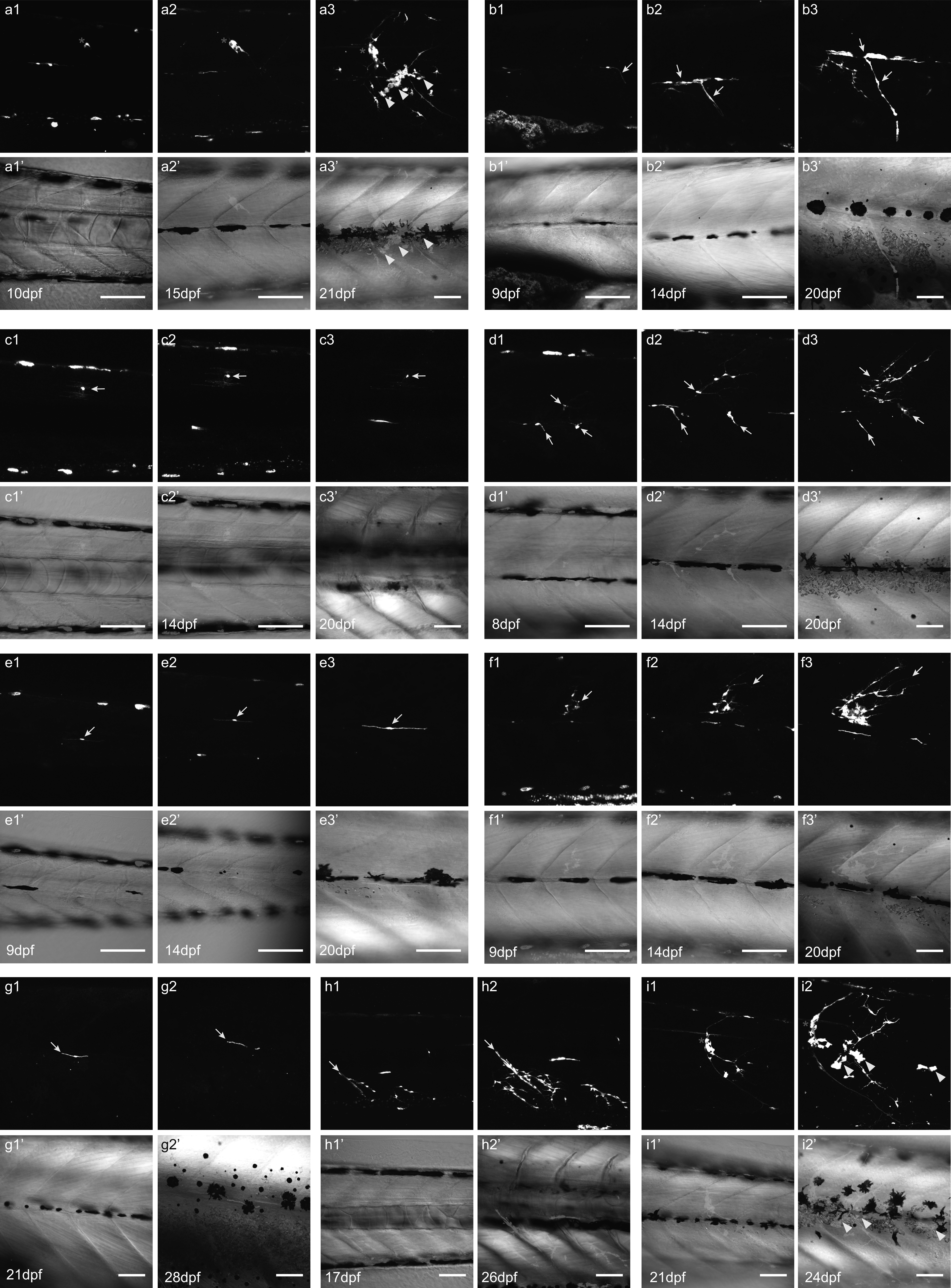 Supplementary Figure 2