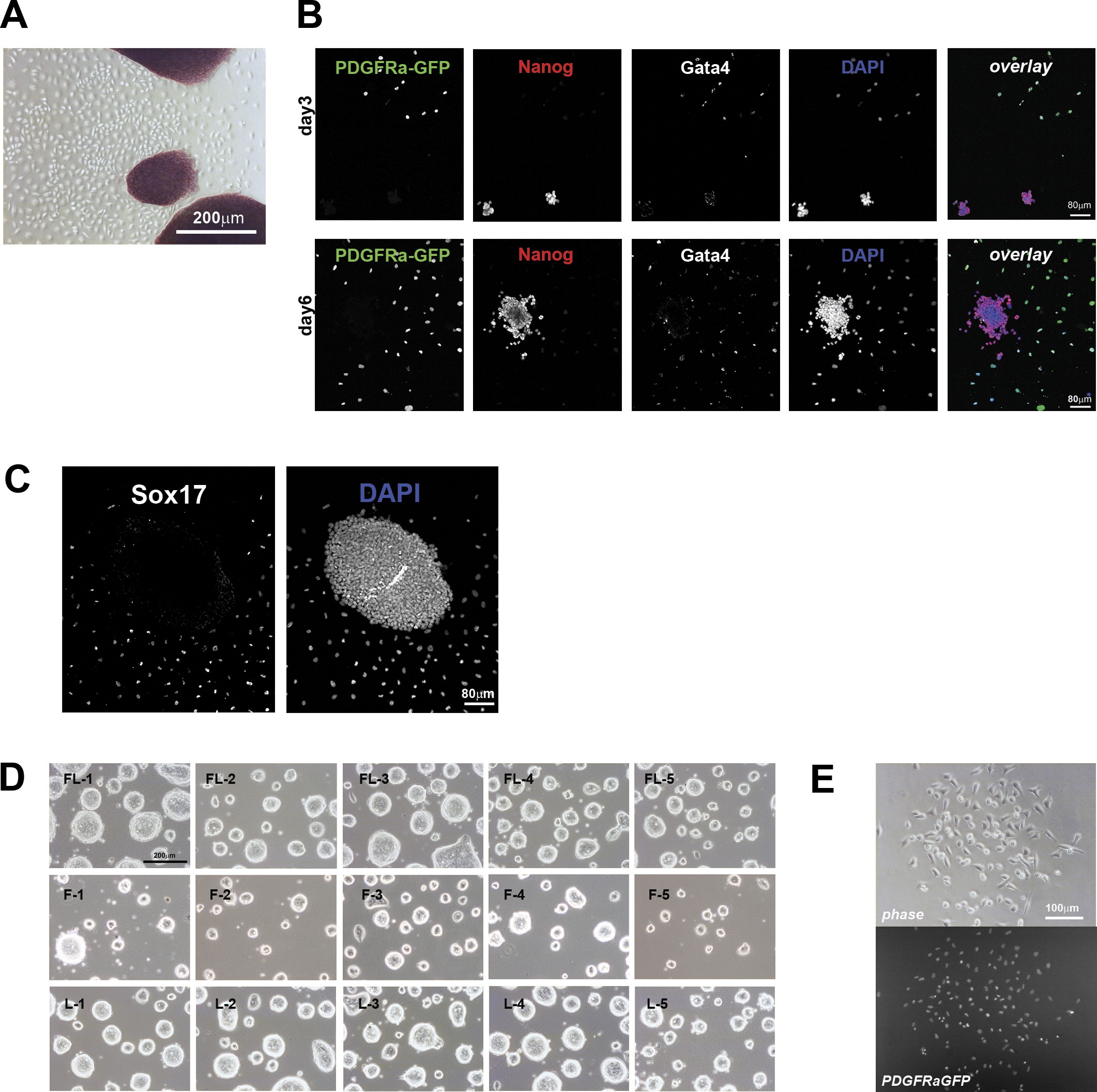 Supplementary Figure 6