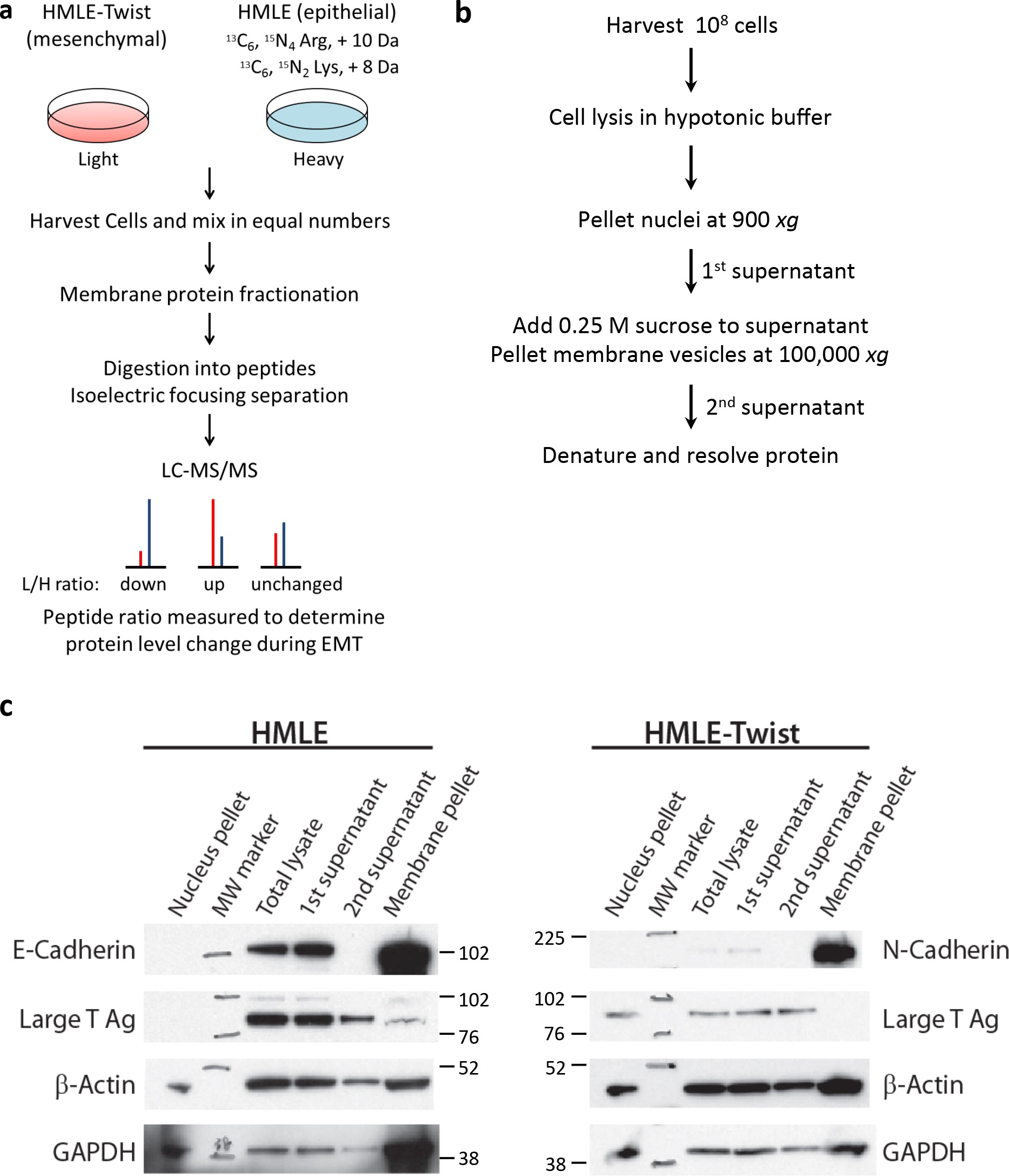 Supplementary Figure 1