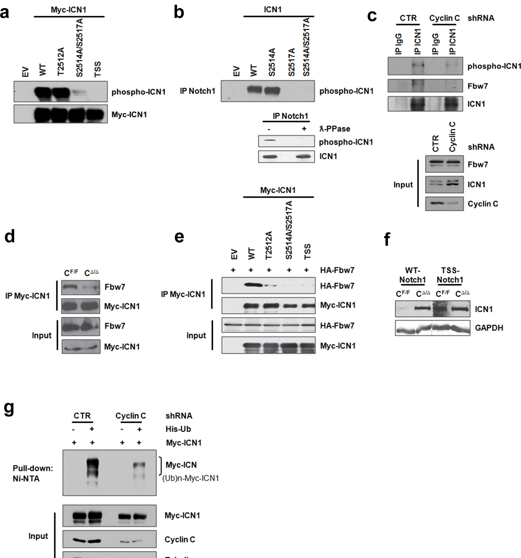 Supplementary Figure 6