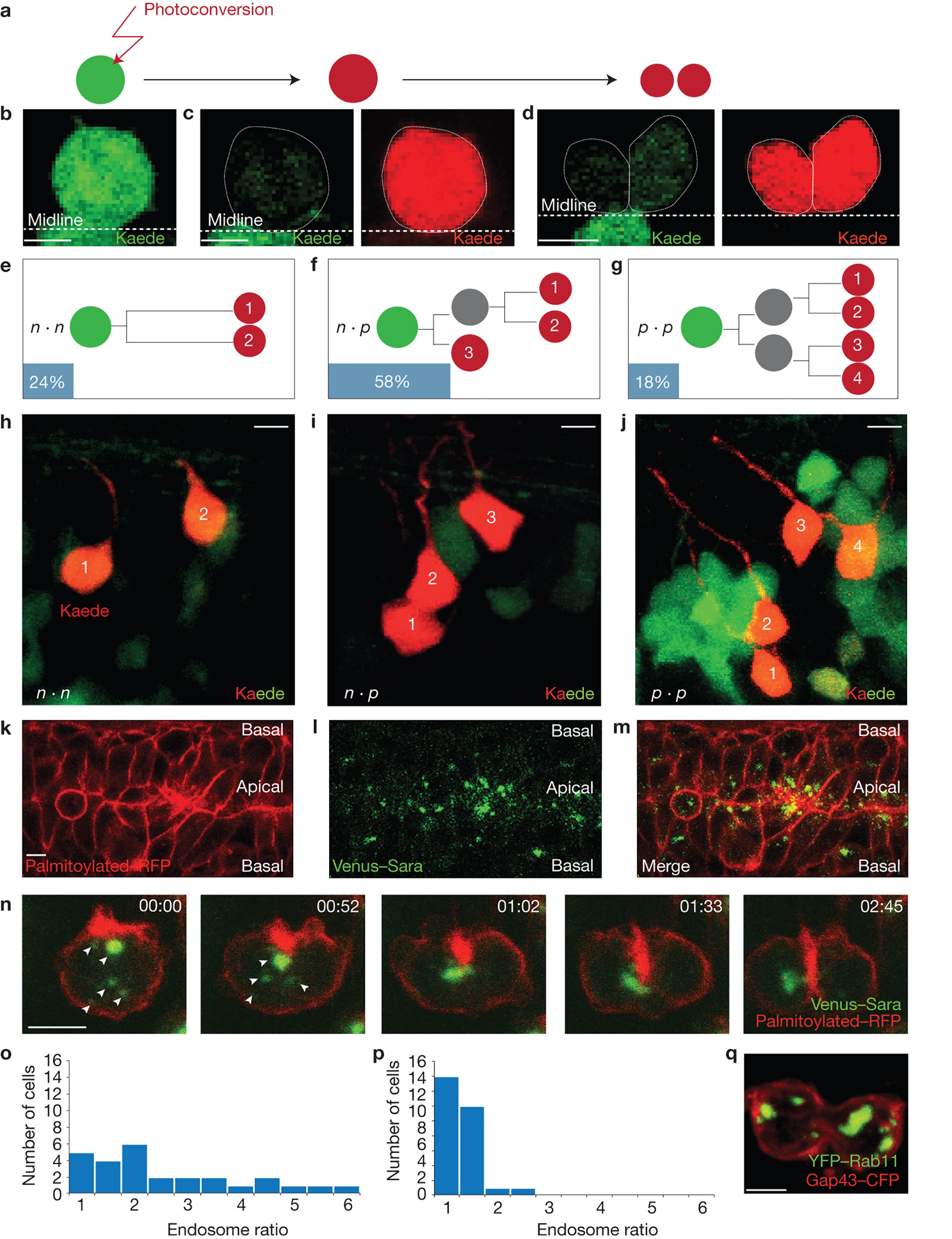 Directional Notch trafficking in Sara endosomes during asymmetric cell  division in the spinal cord | Nature Cell Biology
