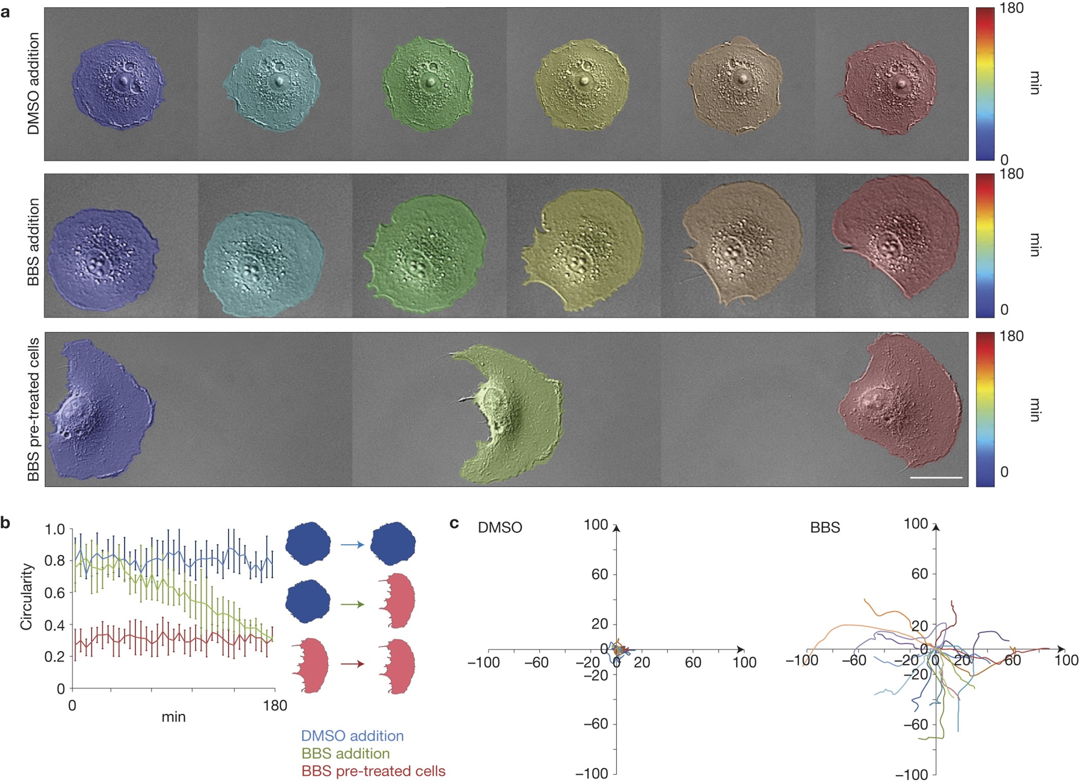 Competition For Actin Between Two Distinct F Actin Networks Defines A Bistable Switch For Cell Polarization Nature Cell Biology