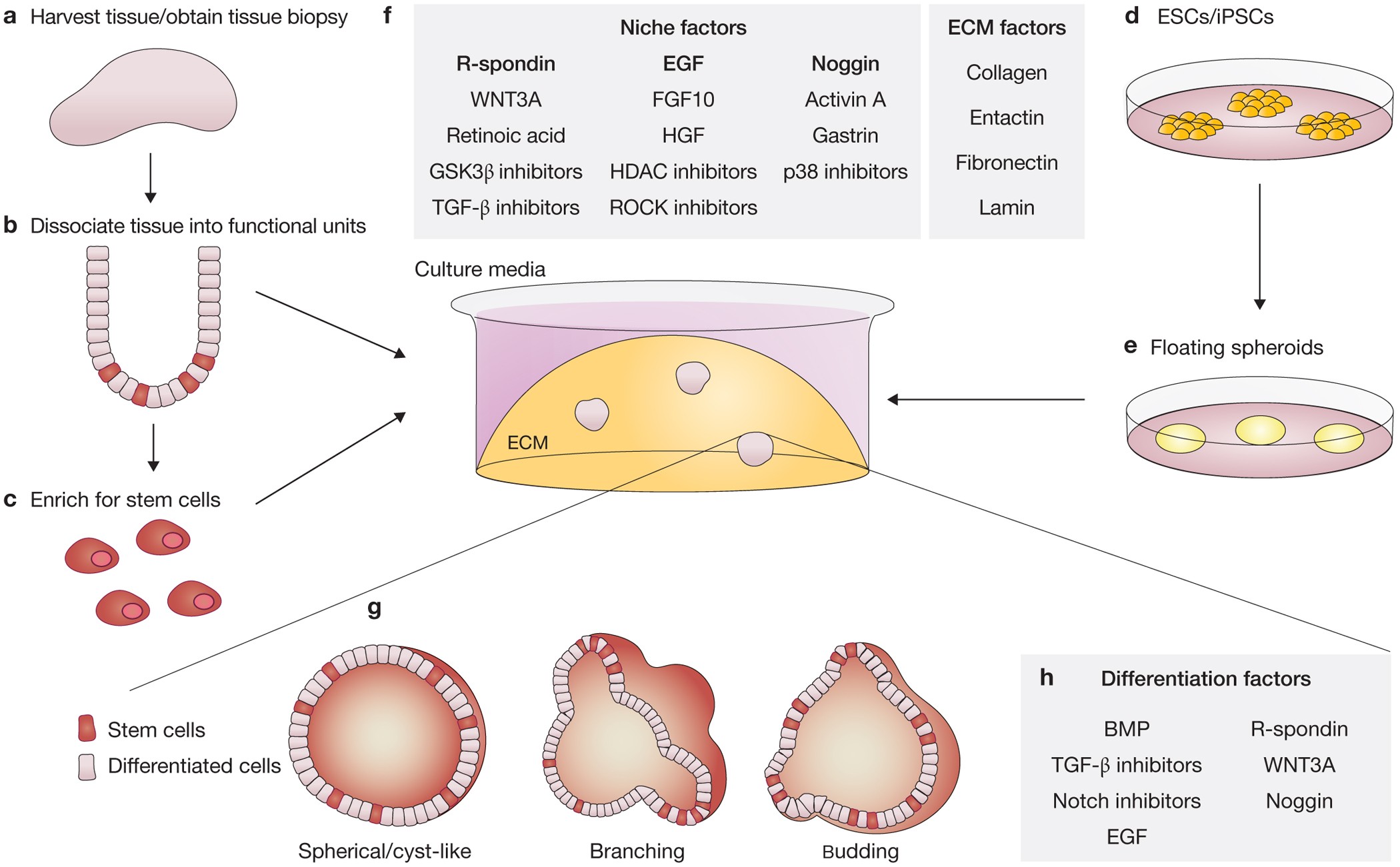 A human multi-lineage hepatic organoid model for liver fibrosis