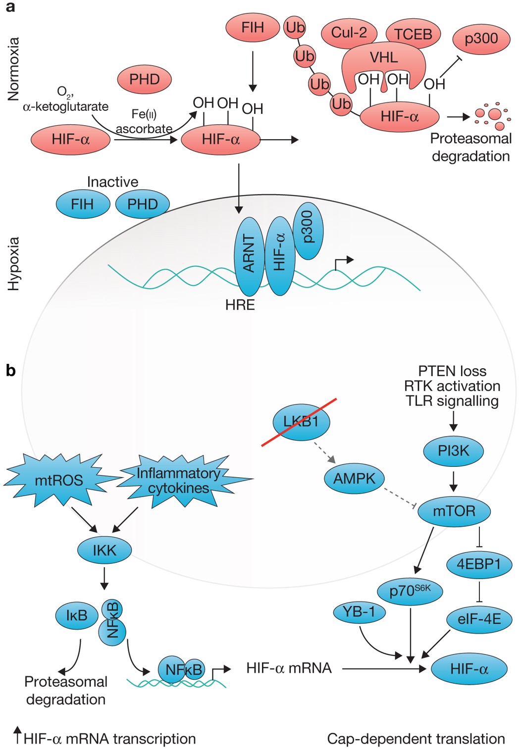 The ever-expanding role of HIF in tumour and stromal biology | Nature Cell  Biology