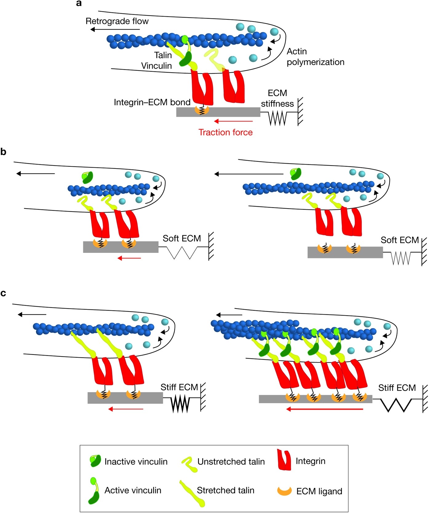 The molecular clutch model for mechanotransduction evolves | Nature Cell  Biology