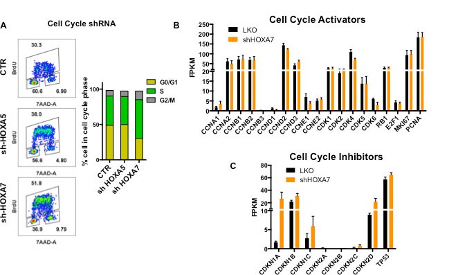 Supplementary Figure 3: Knockdown of HOXA5 or HOXA7 does not lead to changes in BRDU incorporation in FL immunophenotypic HSPCs.