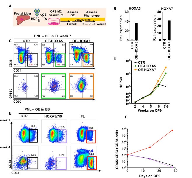 Supplementary Figure 4: Lentiviral overexpression of HOXA5, HOXA7 and HOXA9 in EB-derived CD34+ cells is not sufficient for rescuing HSC function.