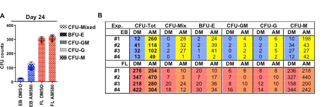Supplementary Figure 5: AM580 treatment prolongs CFU-C potential in hESC-derived cells.