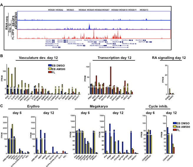 Supplementary Figure 6: Analysis of gene expression changes in hESC-HSPCs on AM580 treatment shows partial conversion to definitive HSC transcriptome.