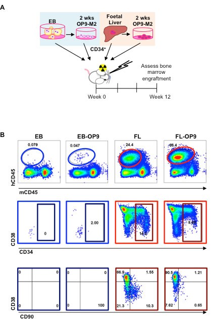 Supplementary Figure 1: FL derived, but not hESC derived haematopoietic cells can reconstitute human HSPC compartment in recipient BM.