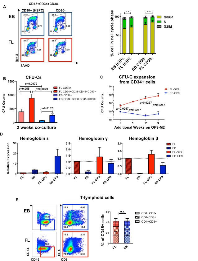 Supplementary Figure 2: hESC-derived haematopoietic cells can upregulate adult haemoglobin-beta (HBB) and differentiate into T-lymphoid cells.