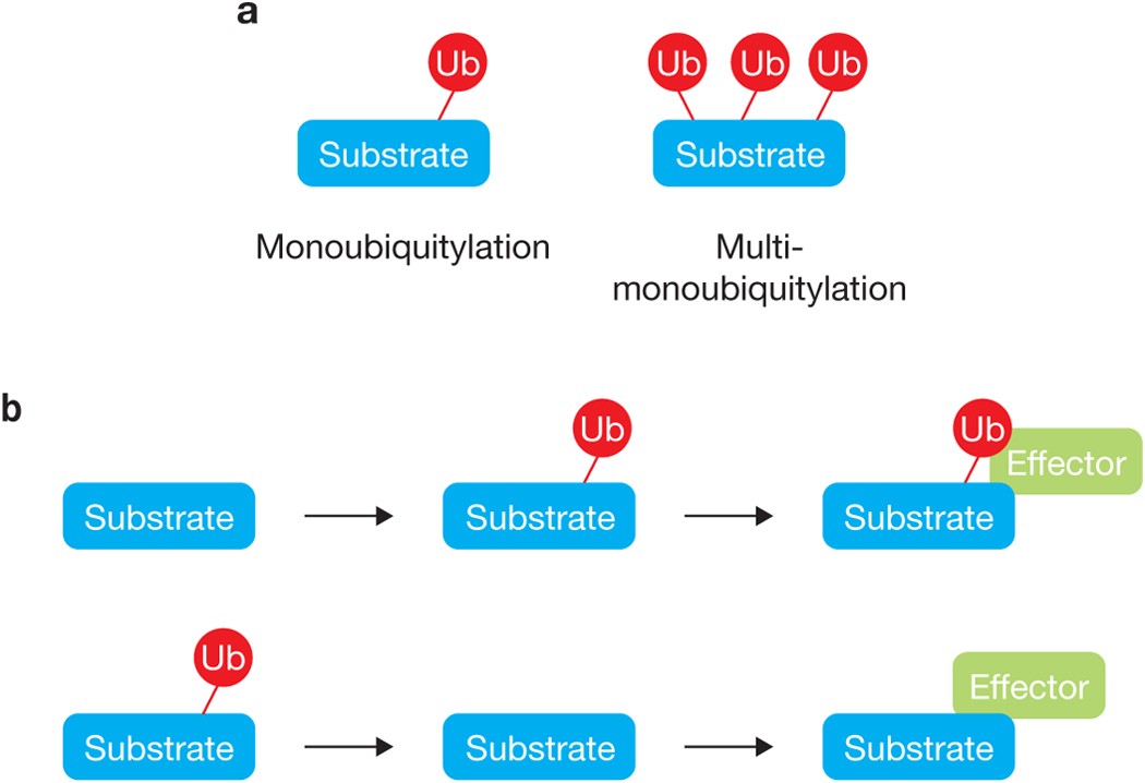The Increasing Complexity Of The Ubiquitin Code Nature Cell Biology