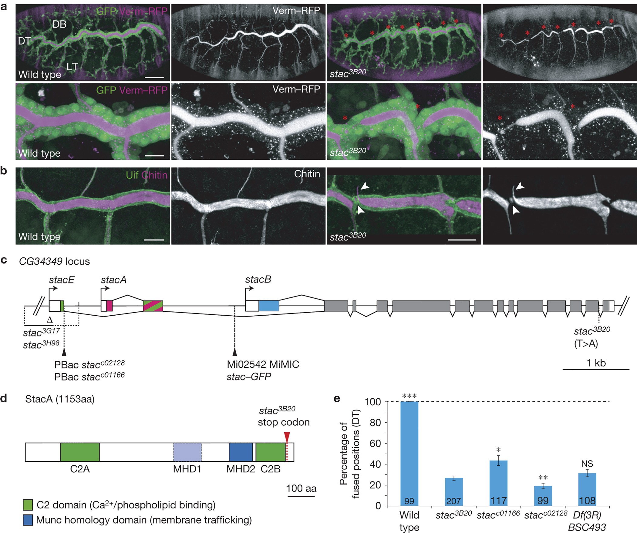 Staccato/Unc-13-4 controls secretory lysosome-mediated lumen fusion during  epithelial tube anastomosis | Nature Cell Biology