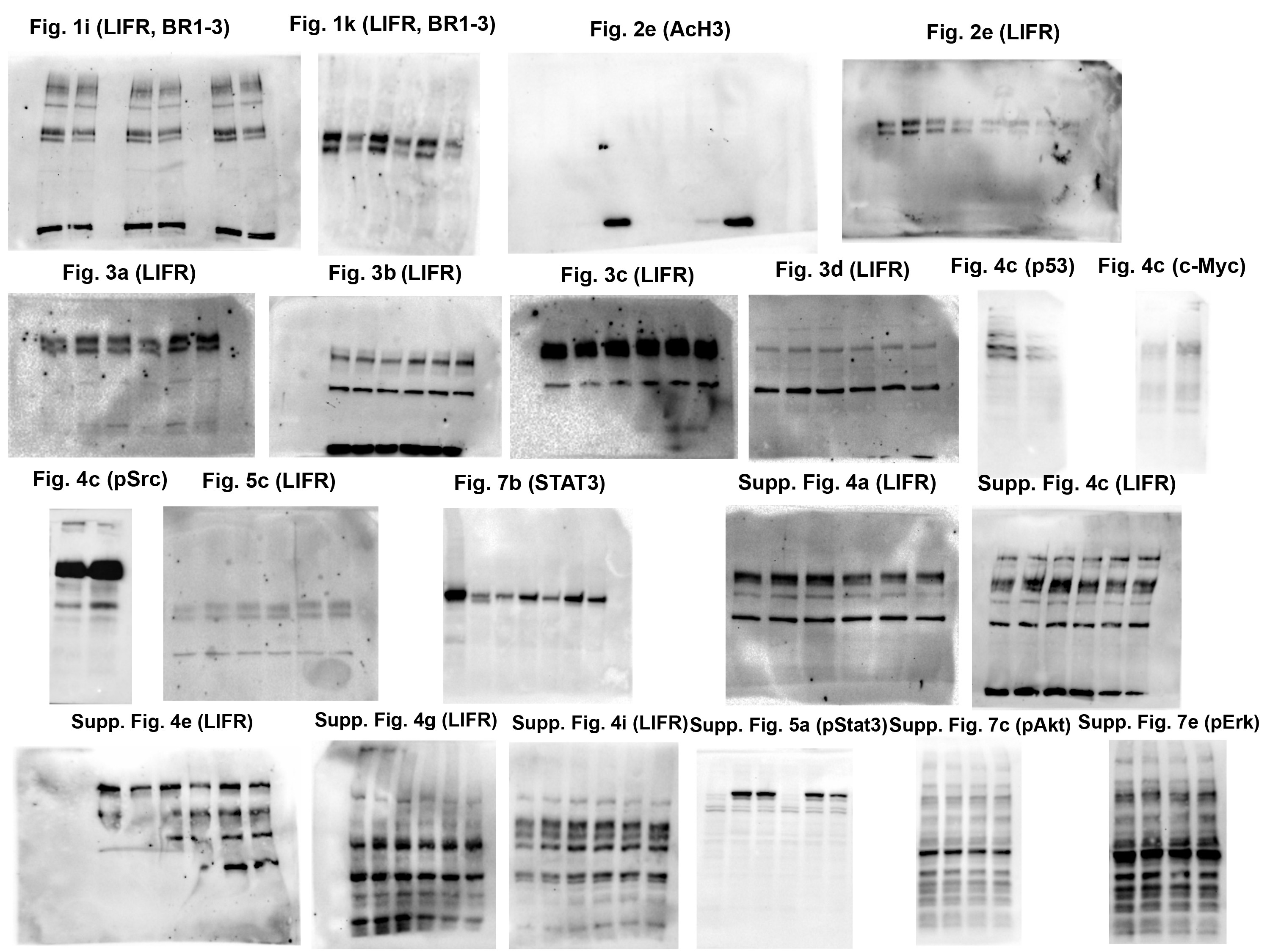 Supplementary Figure 9: Unprocessed Western Blots.