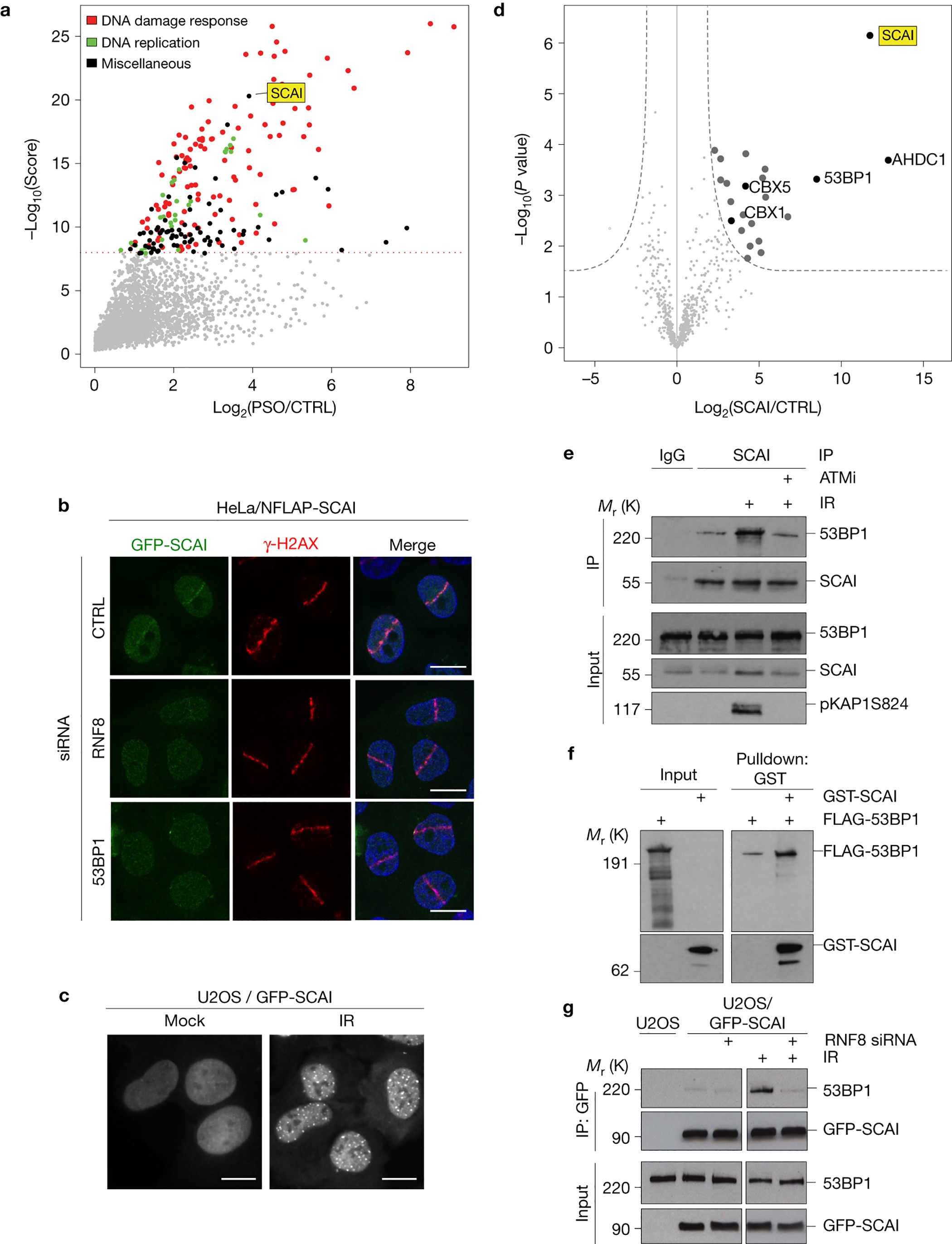 Controlling the nucleosome by phosphorylation for DNA repair – IGMM