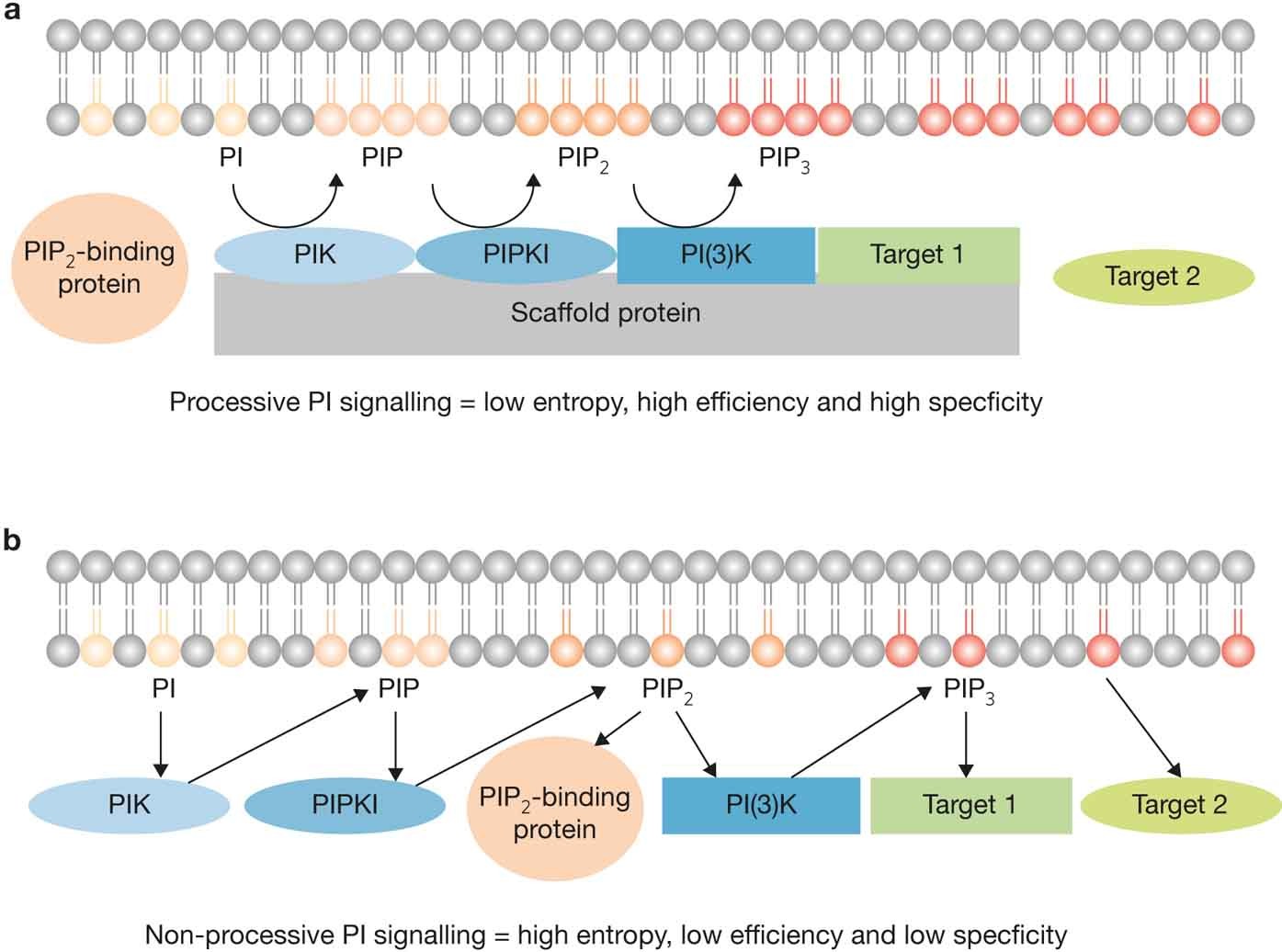 IQGAP1 makes PI(3)K signalling as easy as PIP, PIP2, PIP3 | Nature Cell  Biology