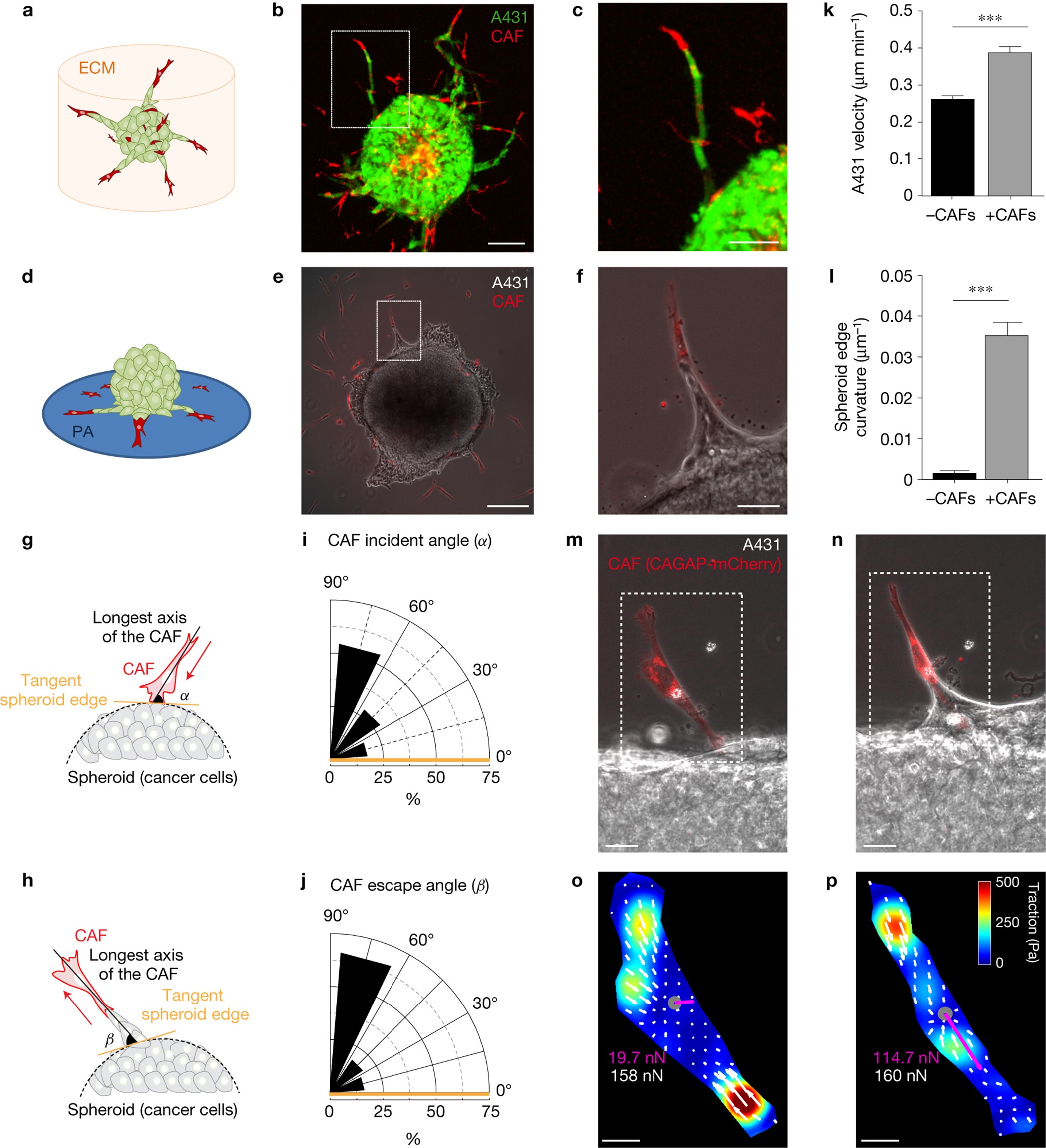 a mechanically active heterotypic e cadherin n cadherin adhesion enables fibroblasts to drive cancer cell invasion nature cell biology