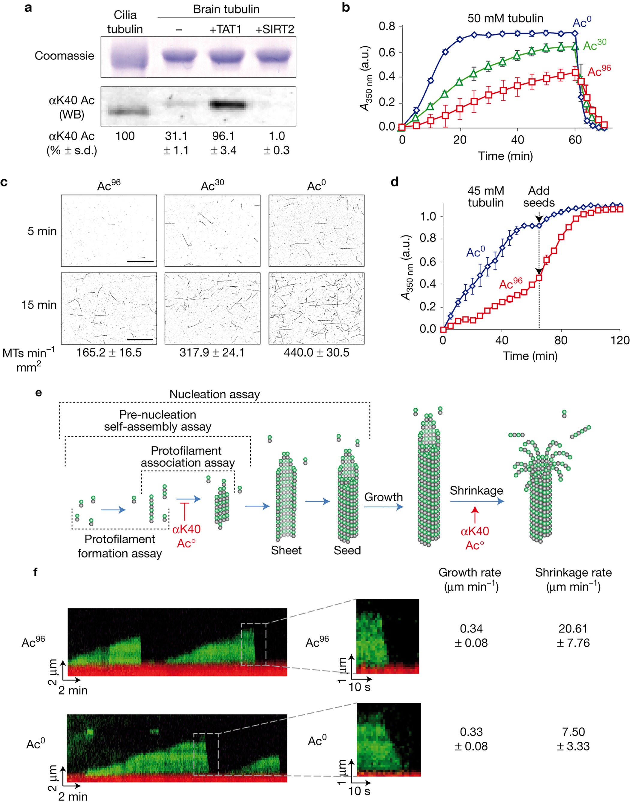 Tubulin Acetylation Protects Long Lived Microtubules Against Mechanical Ageing Nature Cell Biology