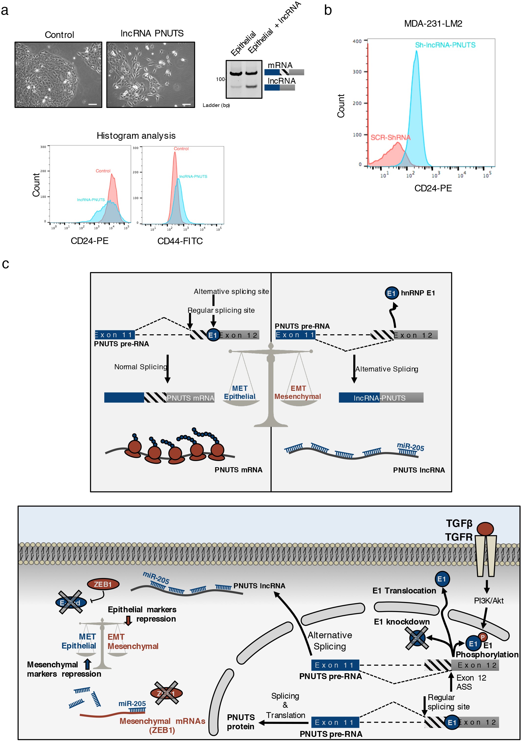 Supplementary Figure 5