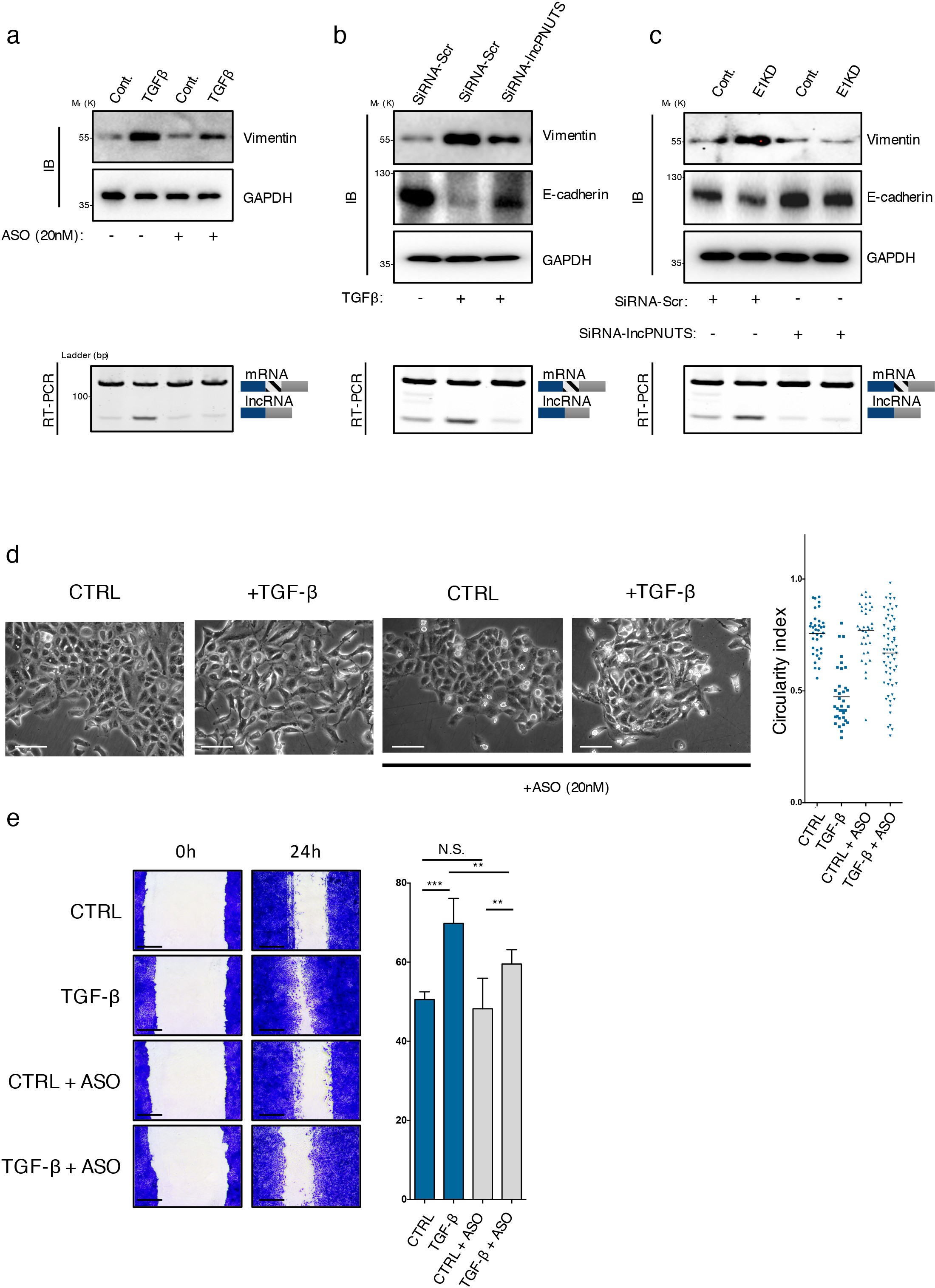 Supplementary Figure 3