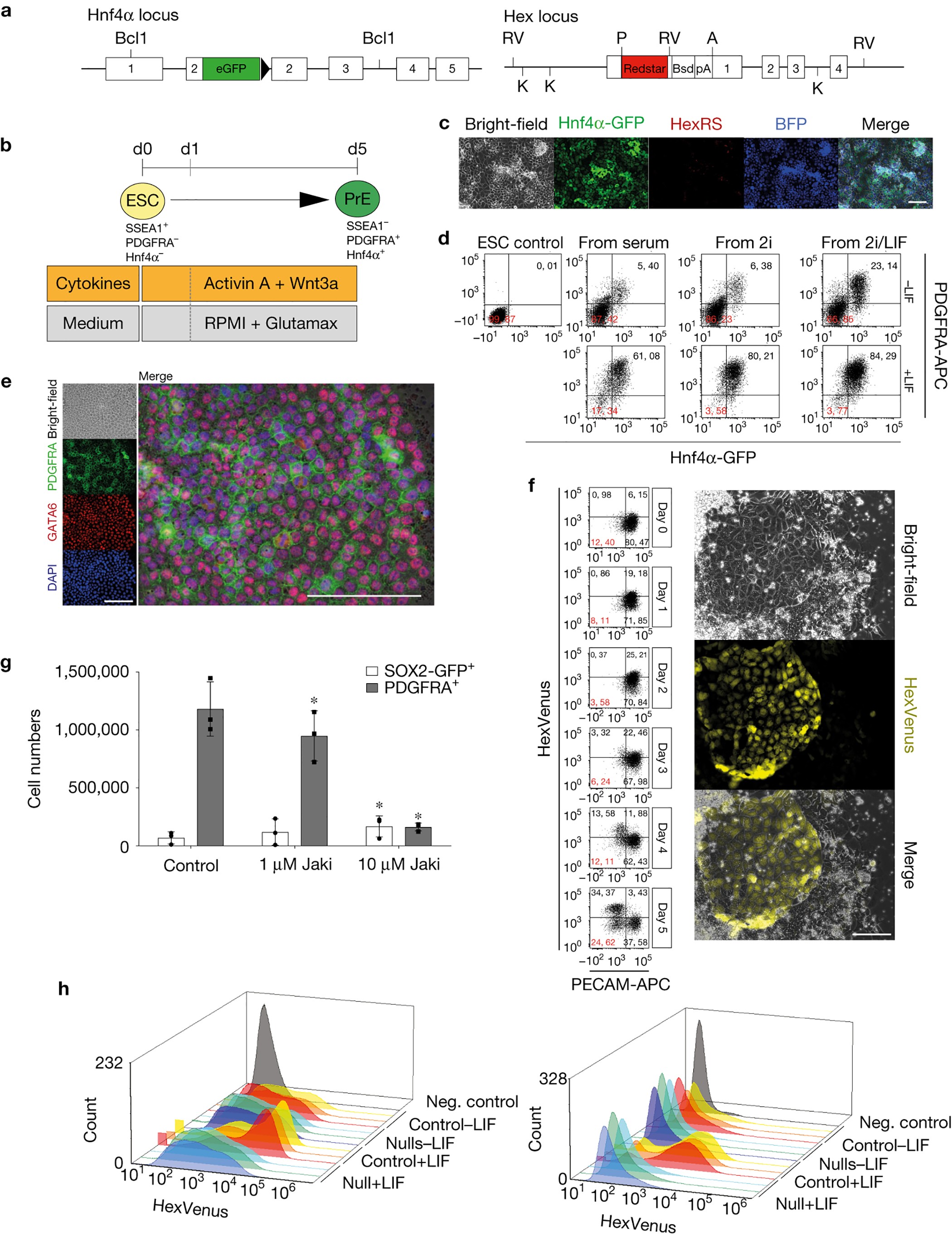 Insulin Fine Tunes Self Renewal Pathways Governing Naive Pluripotency And Extra Embryonic Endoderm Nature Cell Biology