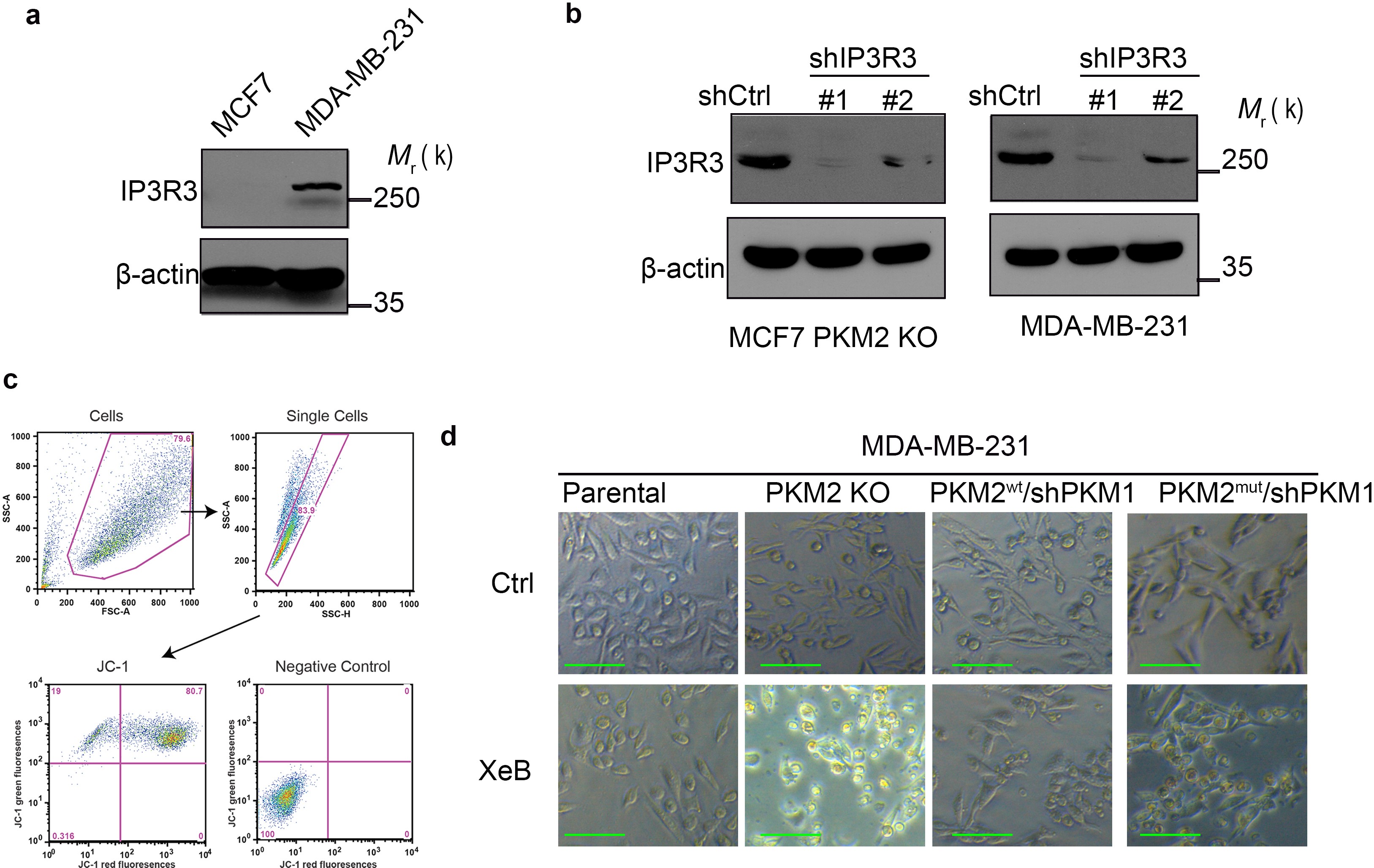Supplementary Figure 7