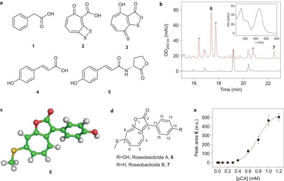The Jekyll And Hyde Chemistry Of Phaeobacter Gallaeciensis Nature Chemistry The Jekyll And Hyde Chemistry Of Phaeobacter Gallaeciensis Nature Chemistry