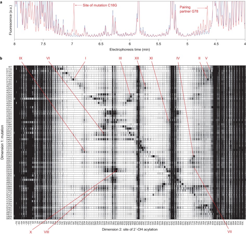 A Two Dimensional Mutate And Map Strategy For Non Coding Rna Structure Nature Chemistry
