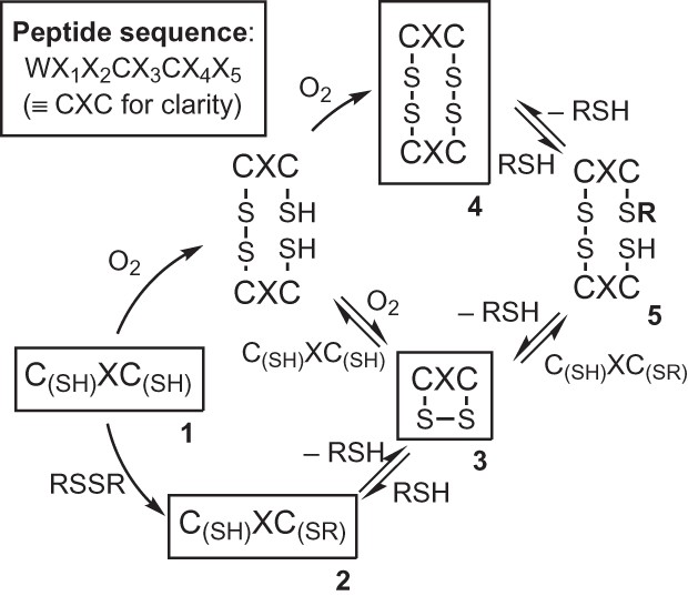 glutathione is a tripeptide containing a centralresidue Concise Overview of Glypromate Neuropeptide Research: From Chemistry to Pharmacological Applications in Neurosciences Frontiers | The poplar Phi