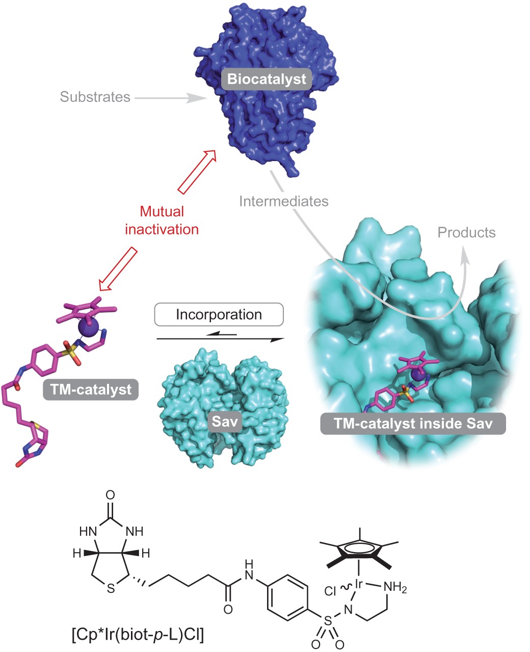 Synthetic cascades are enabled by combining biocatalysts with artificial  metalloenzymes | Nature Chemistry