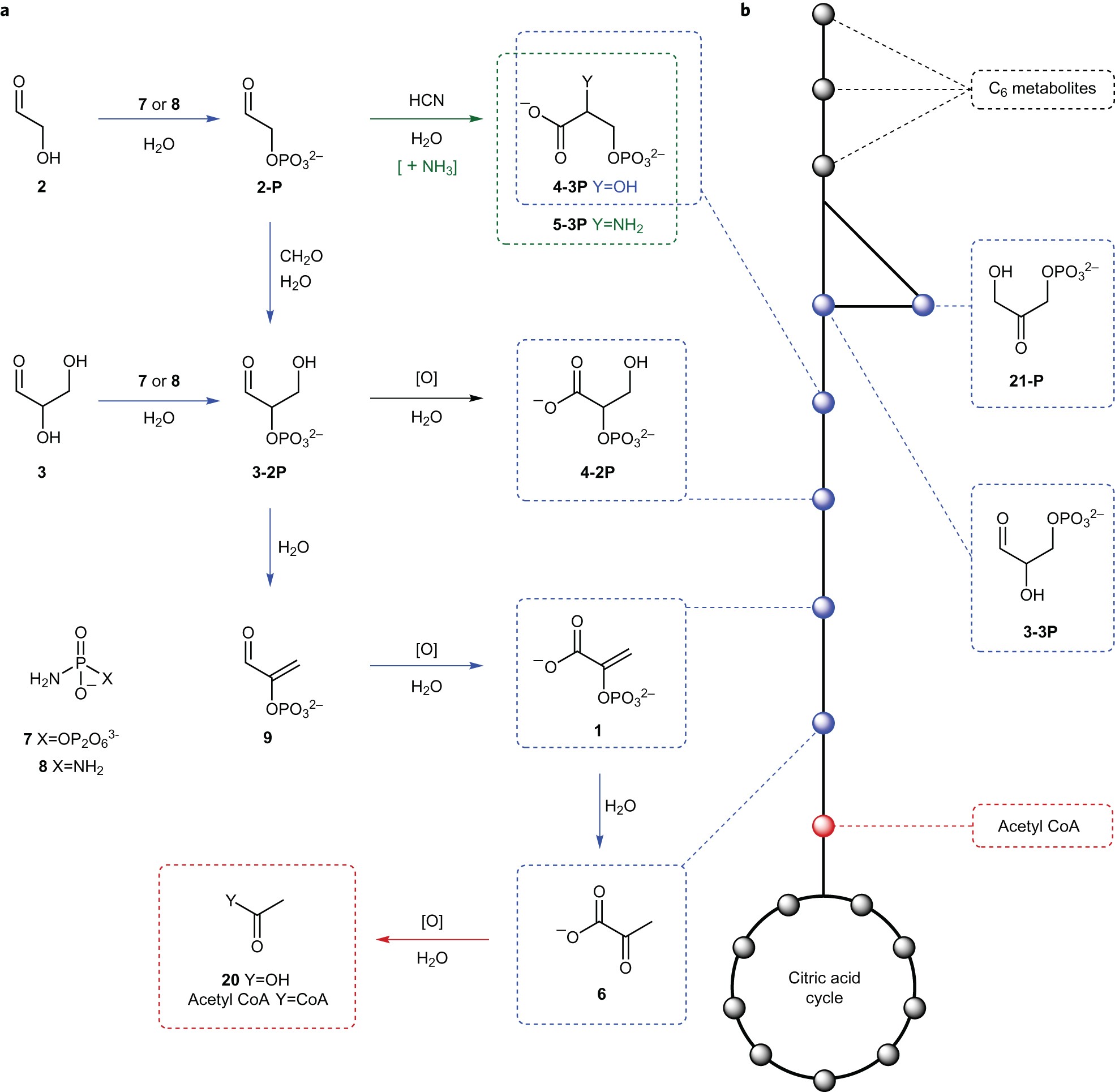 Prebiotic synthesis of phosphoenol pyruvate by α-phosphorylation-controlled triose glycolysis Nature Chemistry