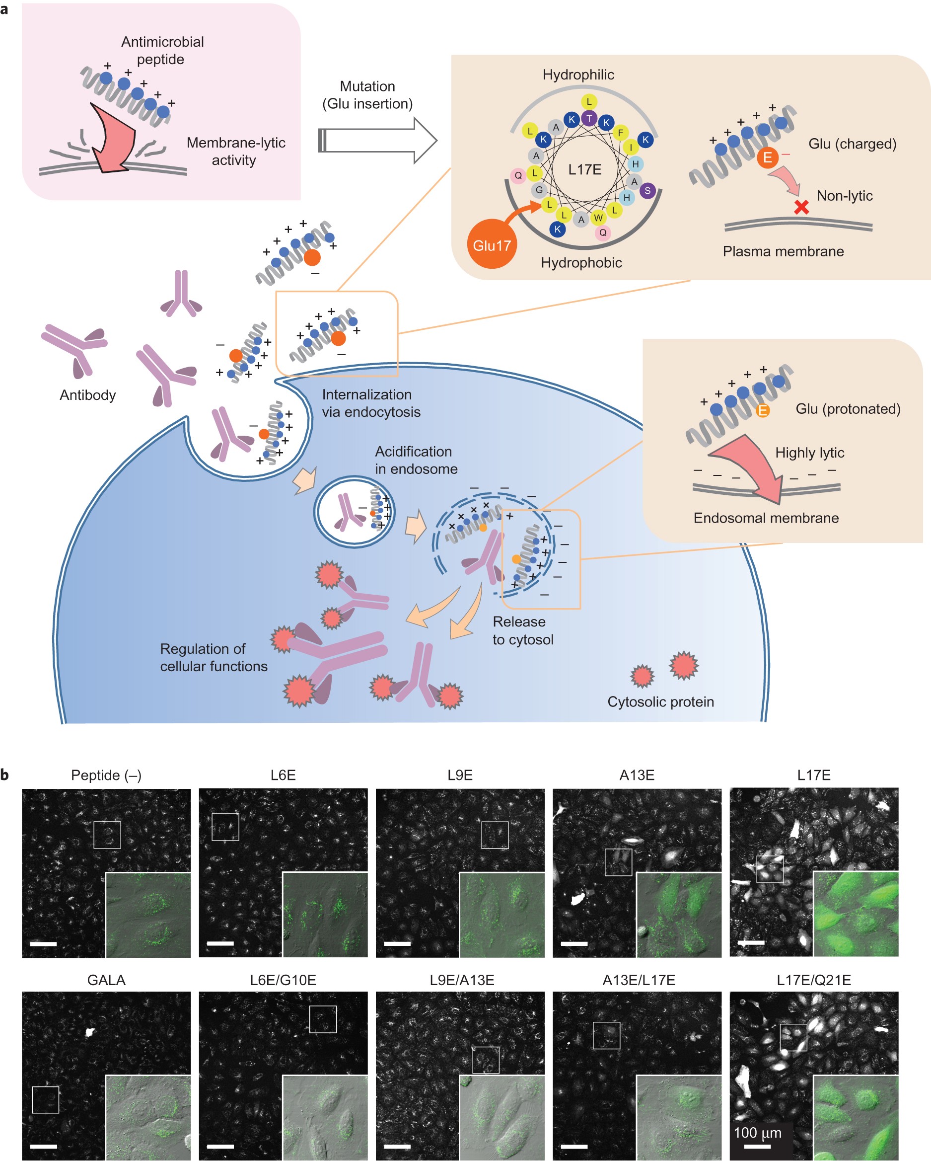 Cytosolic antibody delivery by lipid-sensitive endosomolytic peptide
