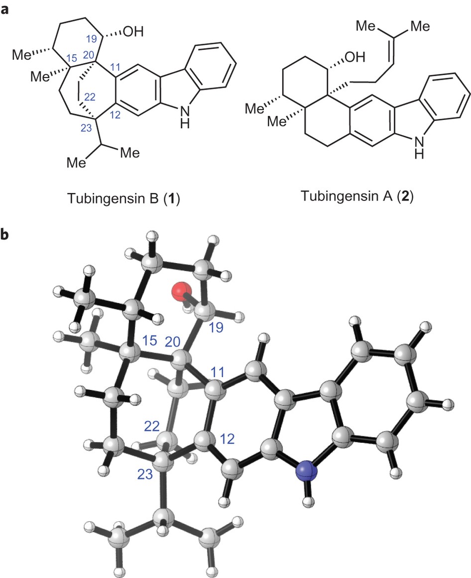 Total Synthesis Of Tubingensin B Enabled By The Strategic Use Of An Aryne Cyclization Nature Chemistry