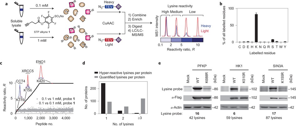 Assigning functionality to cysteines by base editing of cancer