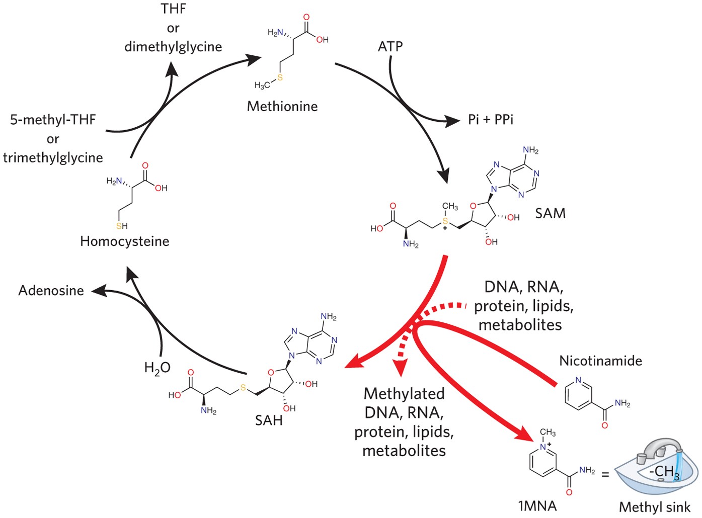trimethylglycine methylation pathway diagram